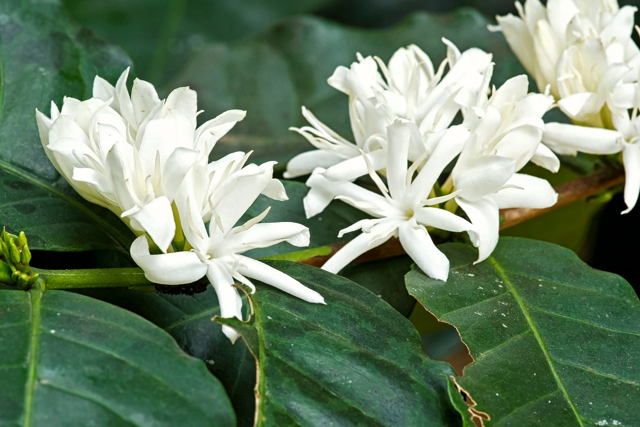 Kona coffee flowers