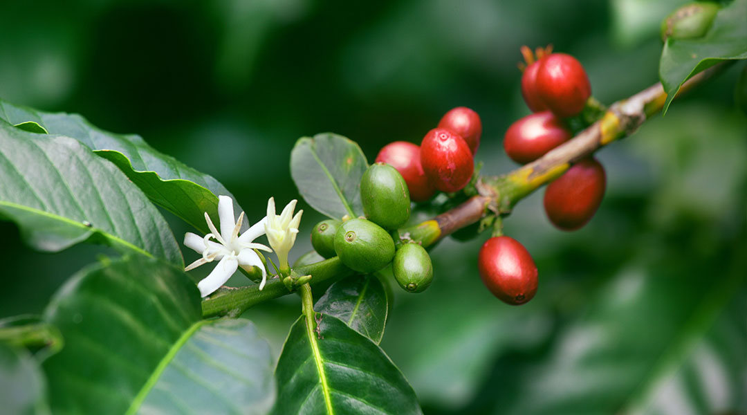 Growing 100% Kona Coffee