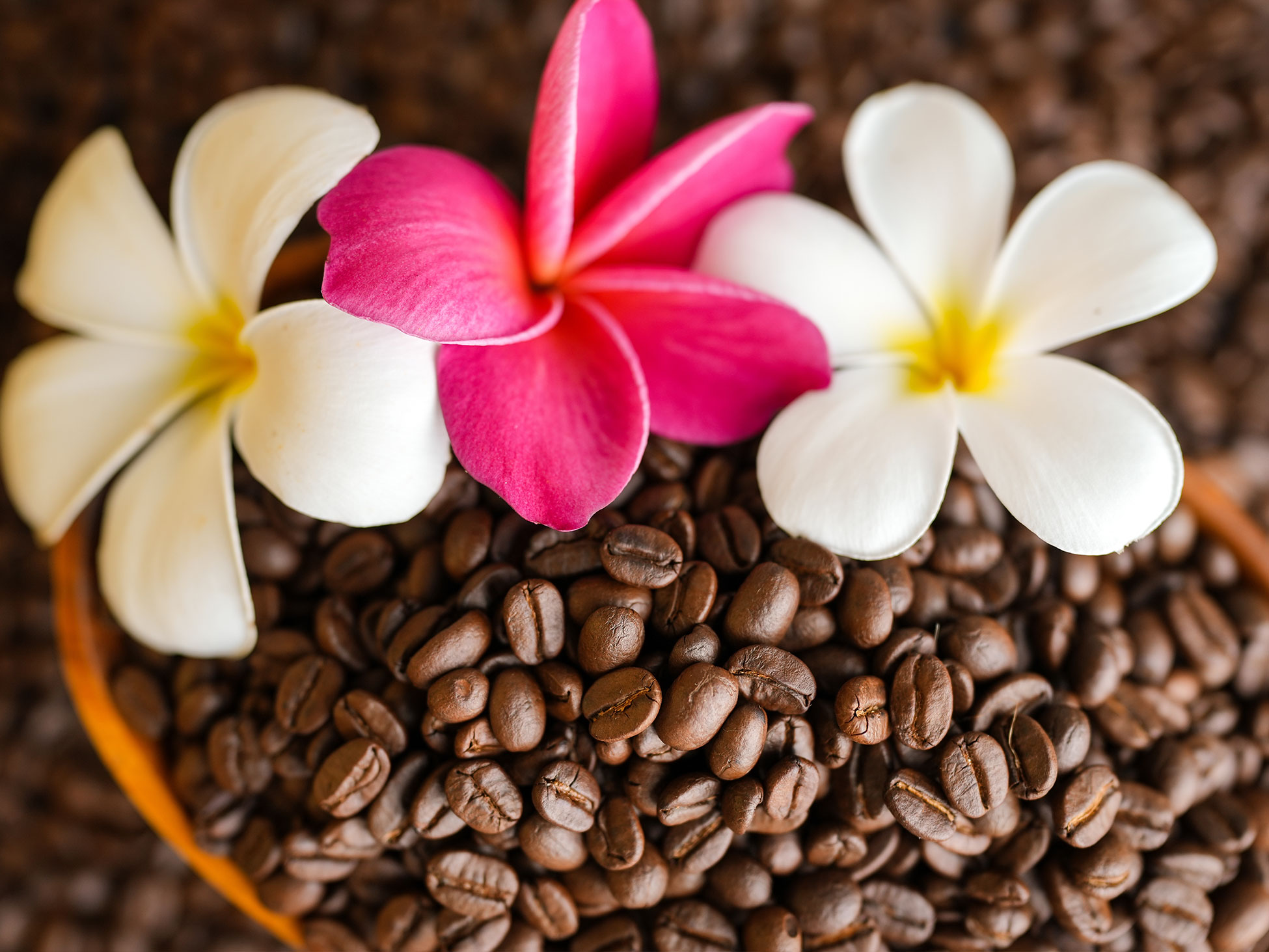 coffee beans and plumeria flowers