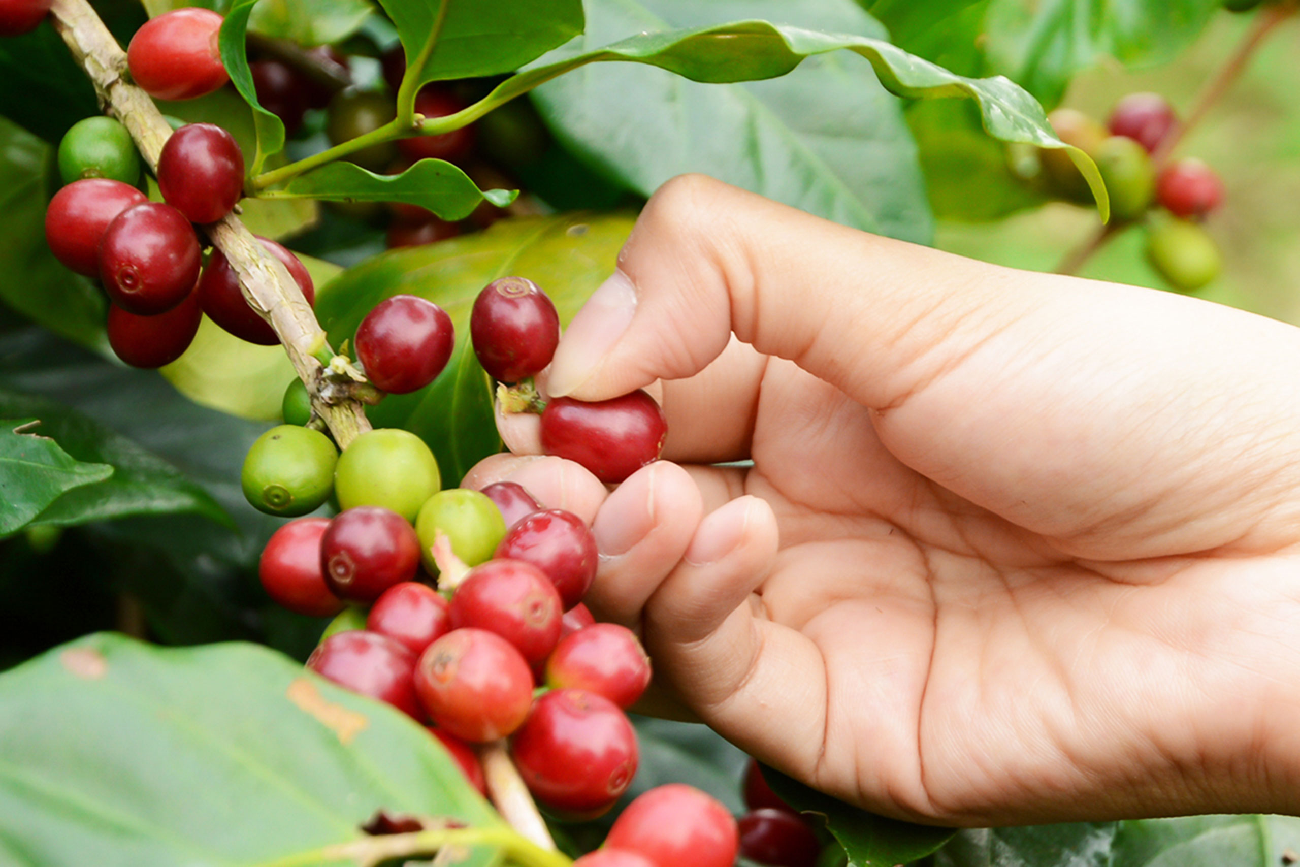 ripe coffee picking<br />
